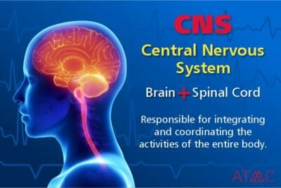 antidepressant effects on cns