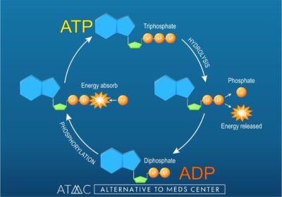 NAD+ gets converted to ATP