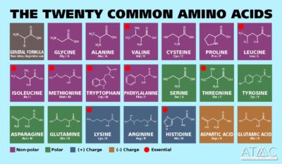 twenty common amino acids