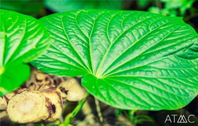 kava valium alternative