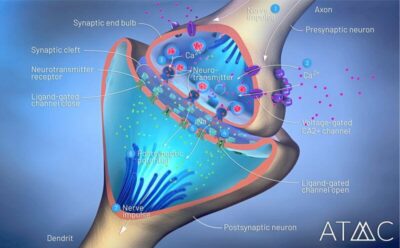 benzos disrupt central nervous system