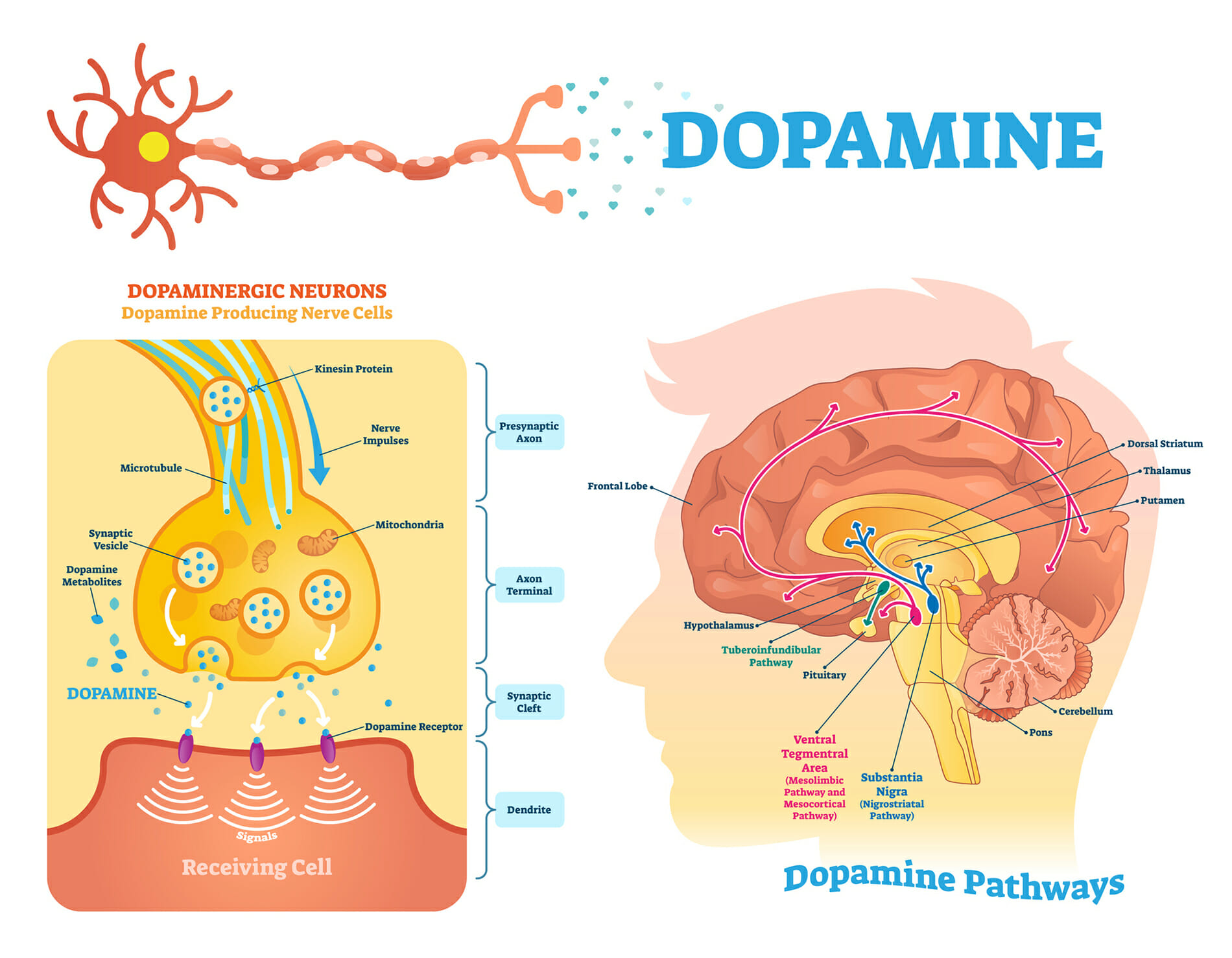 Dopamine