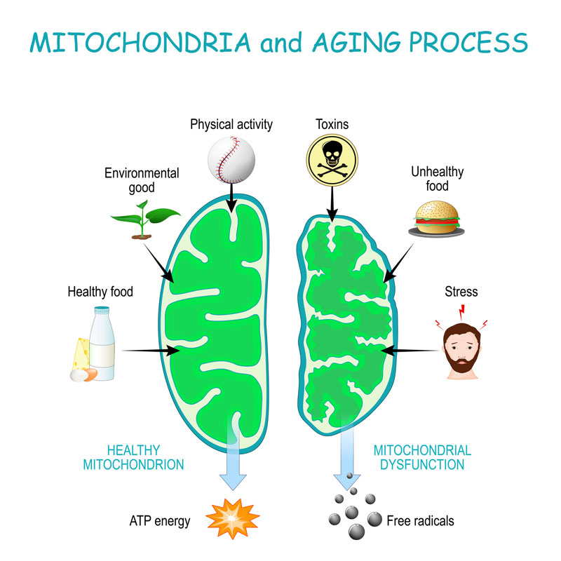 Mitochondria and aging process