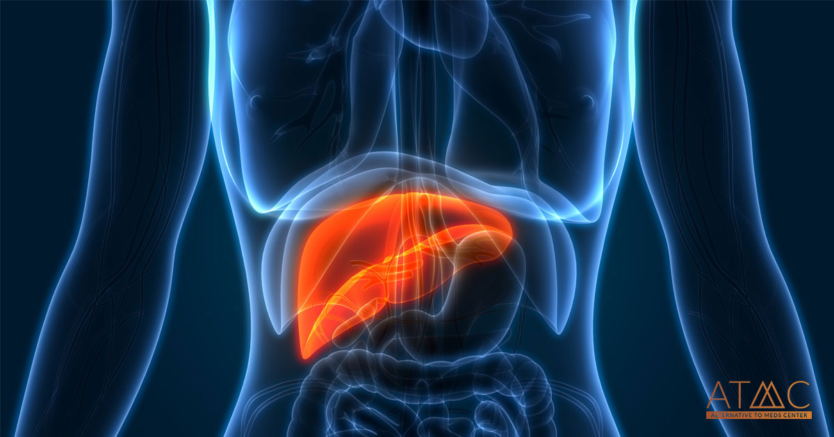 The Role of the Liver in the Human Body
