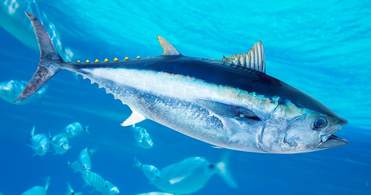 What Sea Foods Are High in Mercury