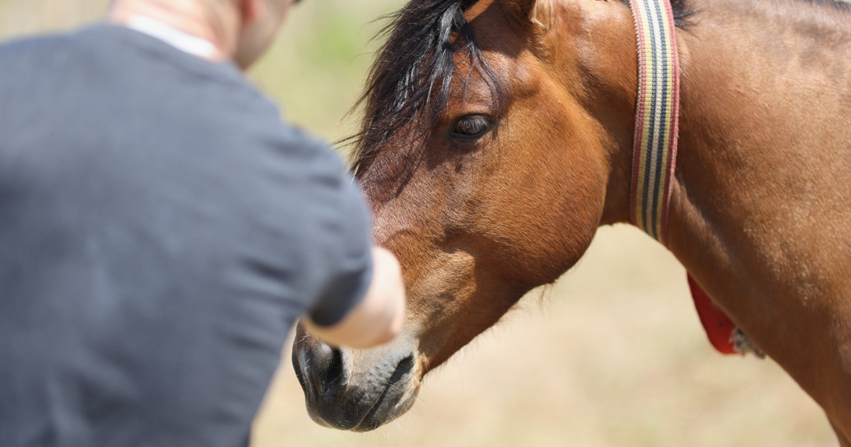 Equine Therapy Adjunctive Therapy for Addiction Recovery